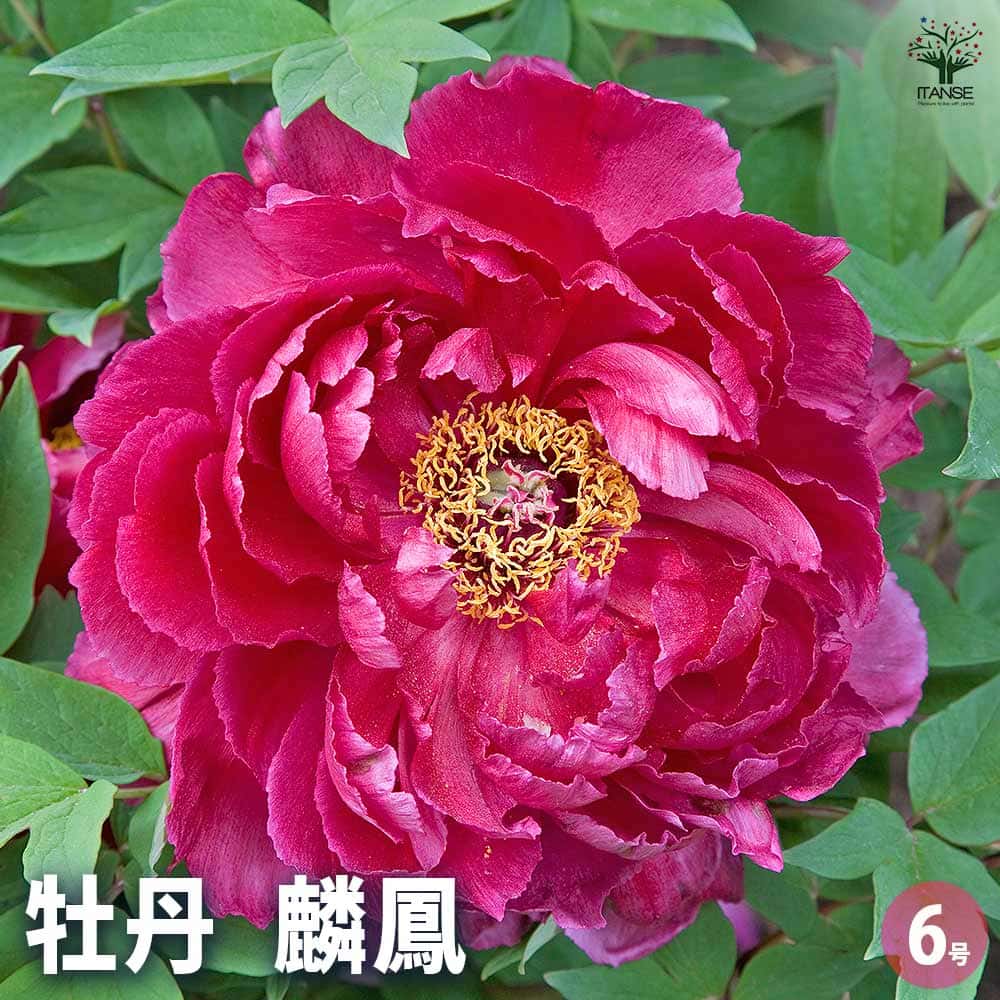 牡丹 麟鳳 【花苗 6号／1個売り】｜ 【植物のITANSE】全品送料