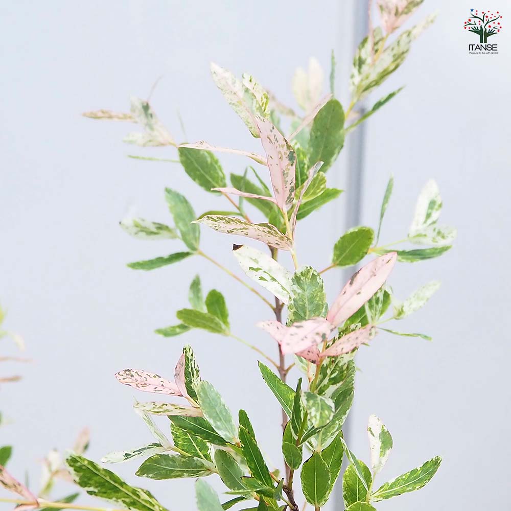 ヤナギ 白露錦(ハクロニシキ) 【花木苗 7号／1個売り】｜ 【植物の