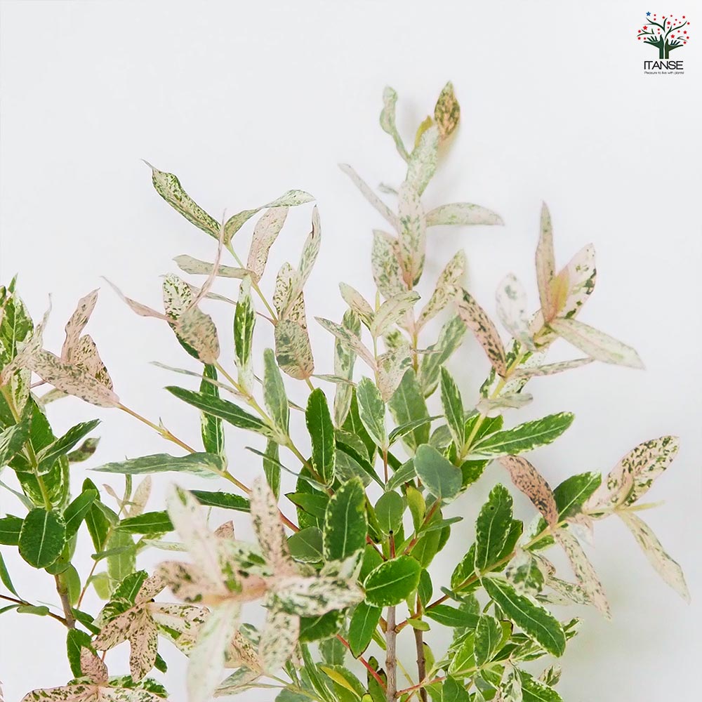 ヤナギ 白露錦(ハクロニシキ) 【花木苗 7号／1個売り】｜ 【植物の