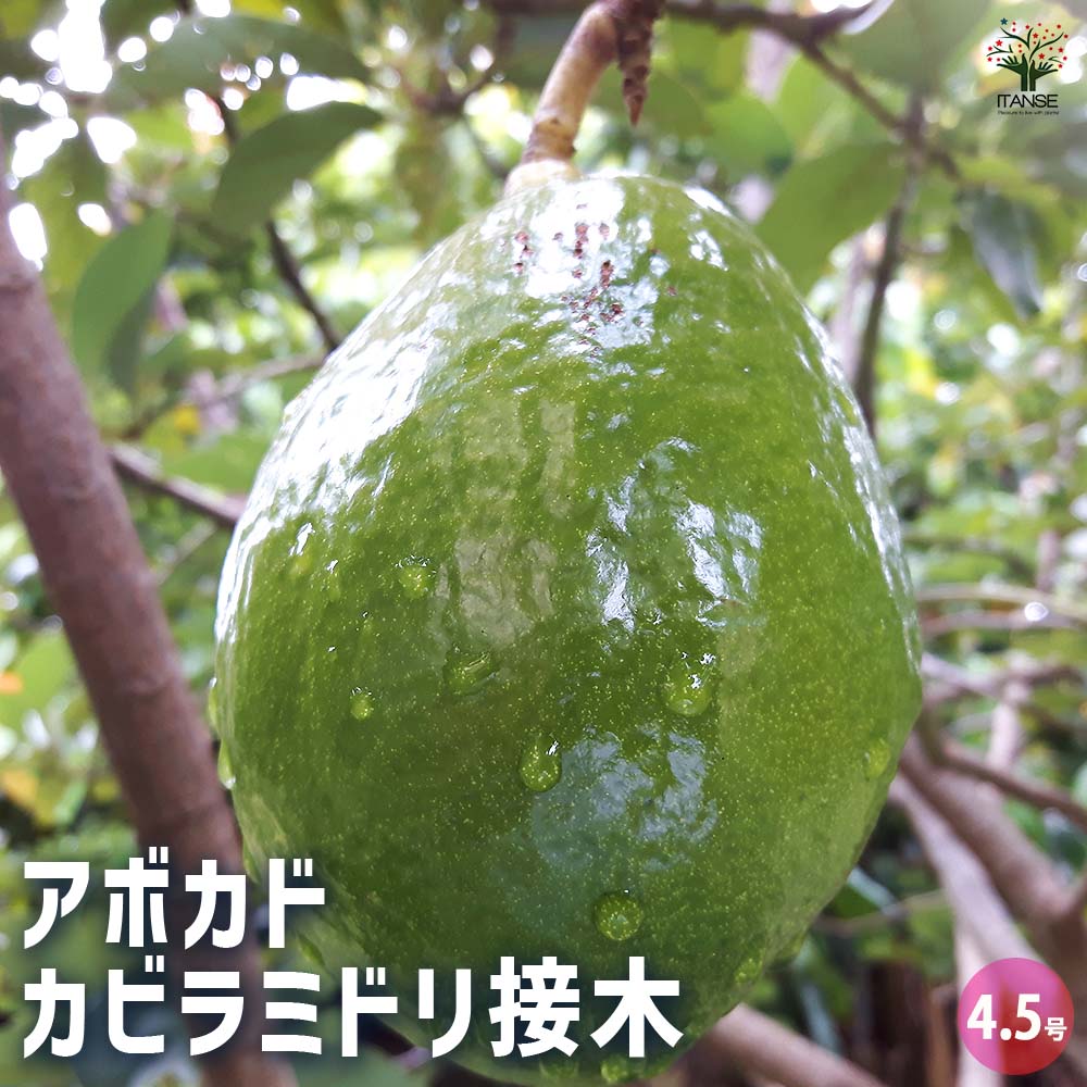 アボカド カビラミドリ 【果樹の苗木 4.5号／1個売り】｜ 【植物の