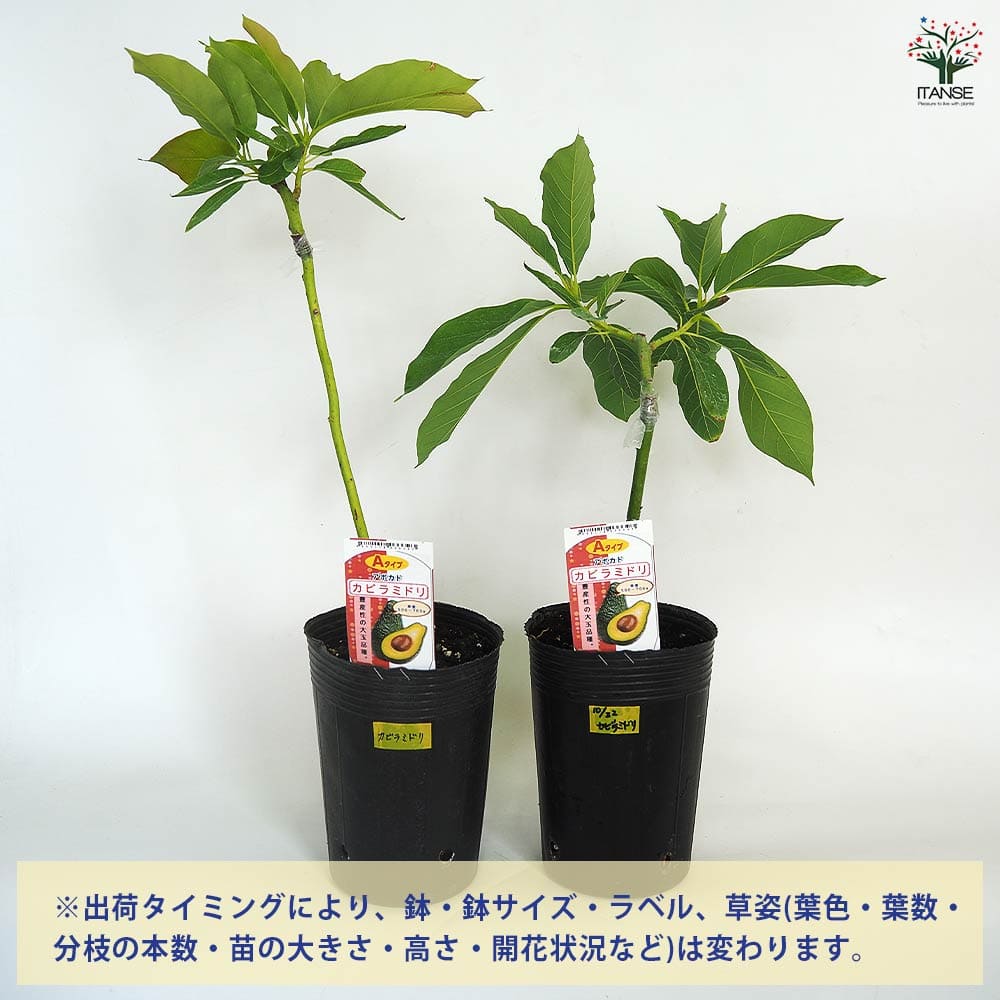 アボカド カビラミドリ 【果樹の苗木 4.5号／1個売り】｜ 【植物の