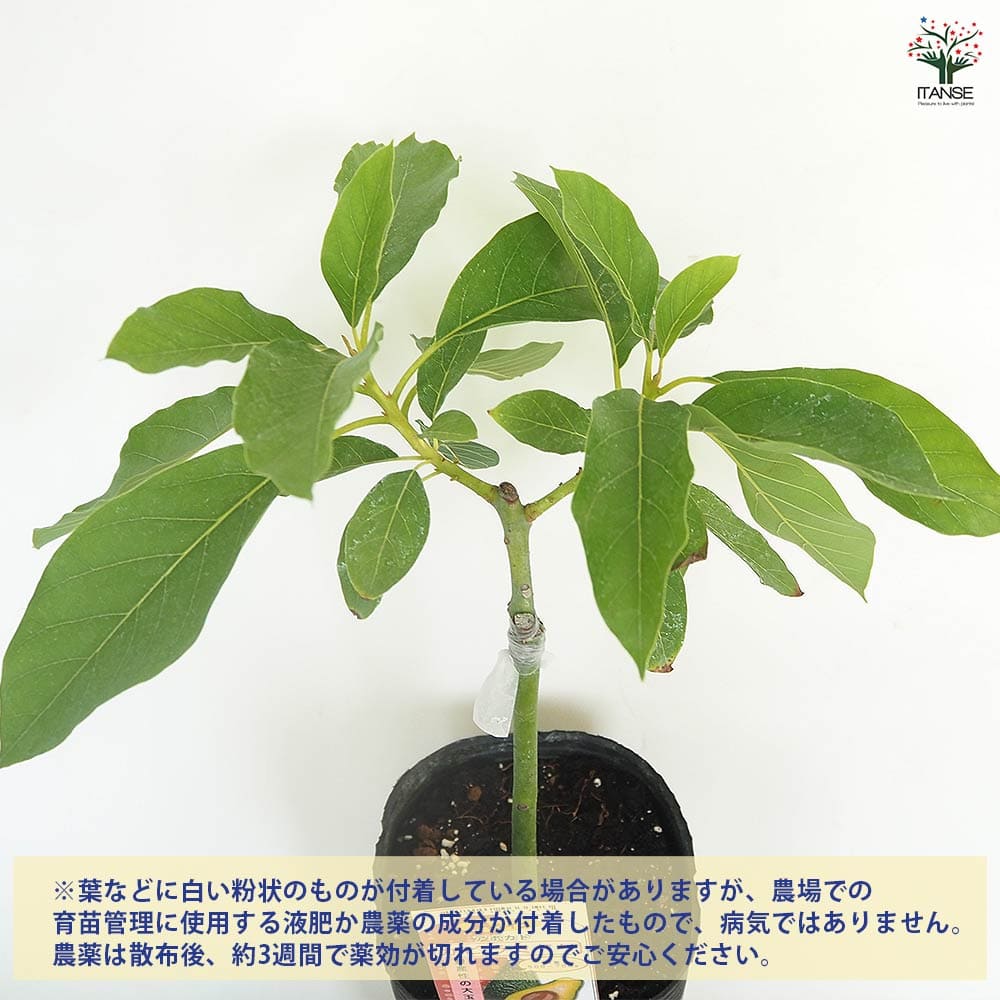 アボカド カビラミドリ 【果樹の苗木 4.5号／1個売り】｜ 【植物の