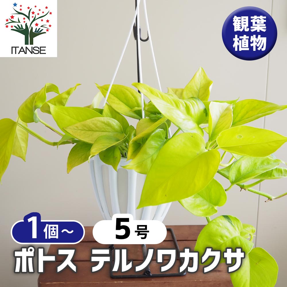 ☘観葉植物☘ポトス テルノわかくさ 5号 若草色 ポトス：テルノわかくさ 5号吊り鉢 の通販 | 園芸ネット