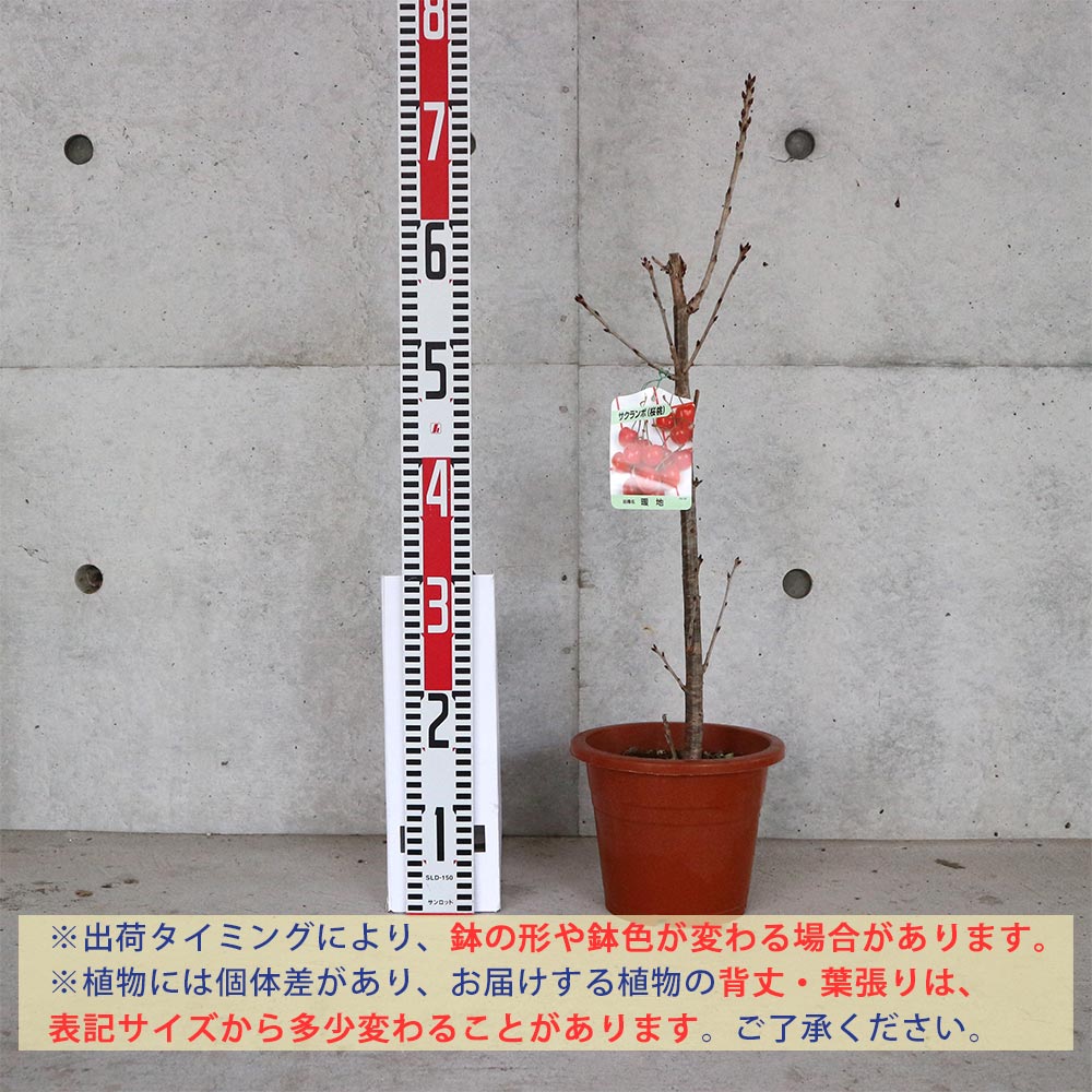 暖地桜桃(だんちおうとう)の苗 1本で実がなる小さなさくらんぼ【果樹の苗木 6号ポット／1個売り】