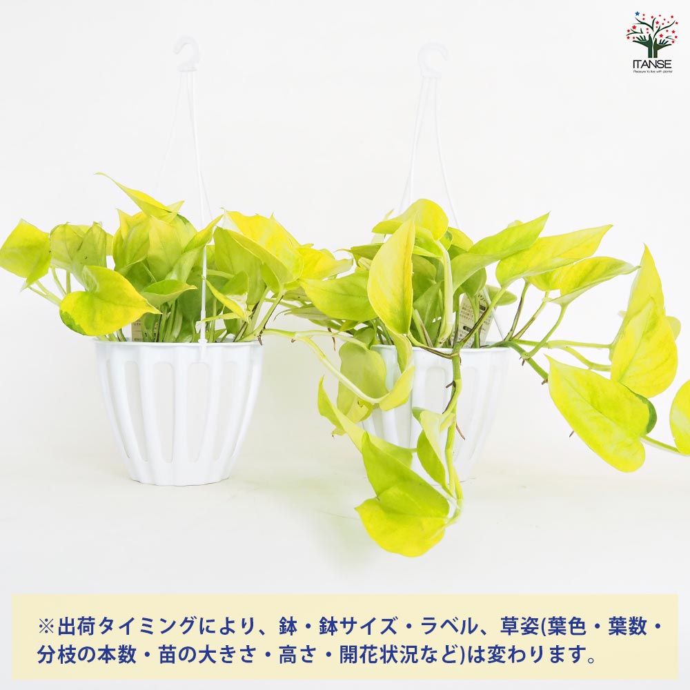 ポトス テルノワカクサ 吊鉢【観葉植物 5号／1個売り】｜ 【植物