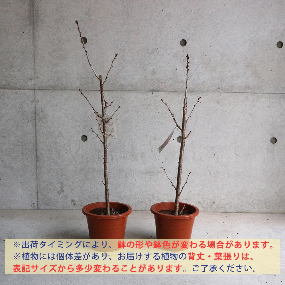 暖地桜桃(だんちおうとう)の苗 1本で実がなる小さなさくらんぼ【果樹の苗木 6号ポット／1個売り】