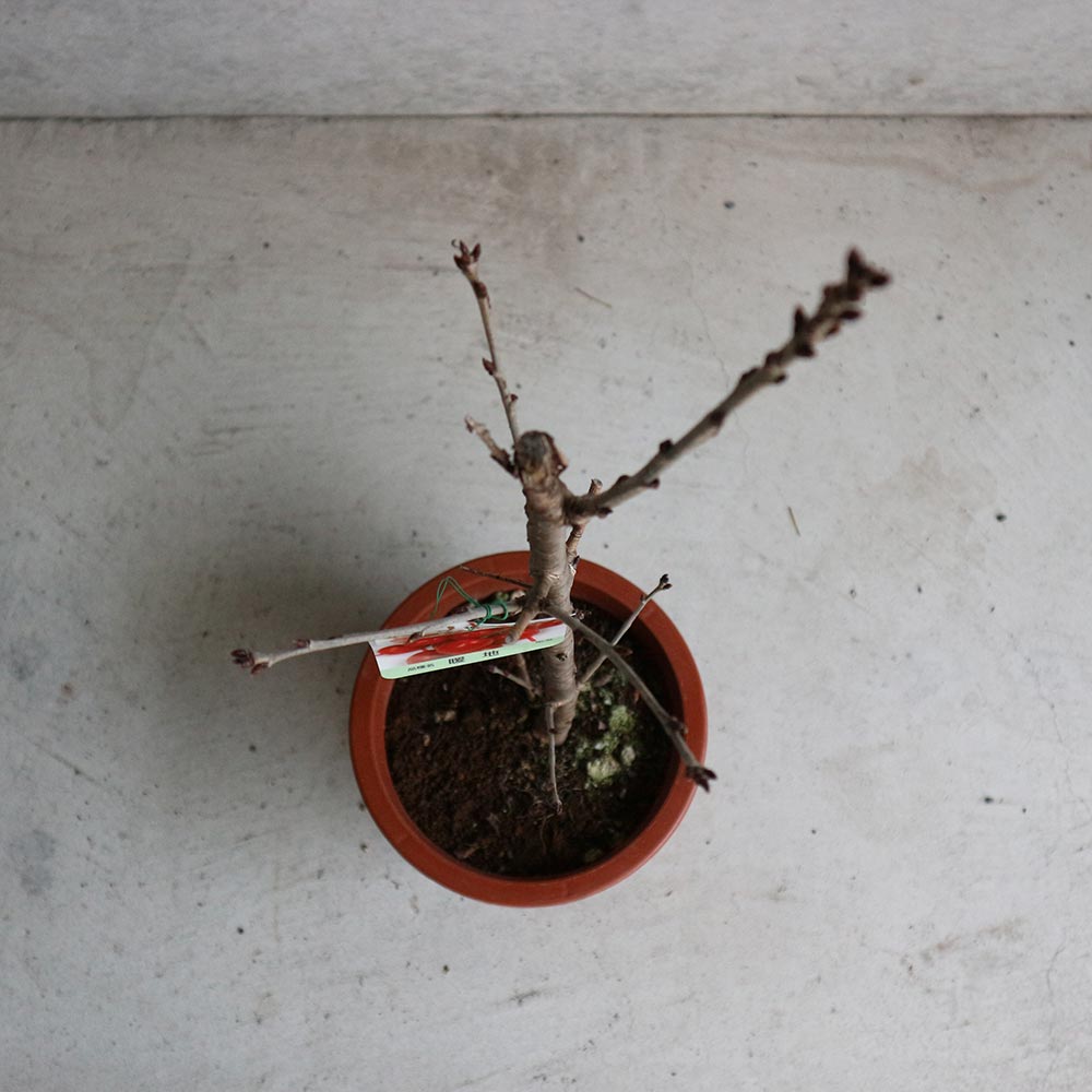 暖地桜桃(だんちおうとう)の苗 1本で実がなる小さなさくらんぼ【果樹の苗木 6号ポット／1個売り】