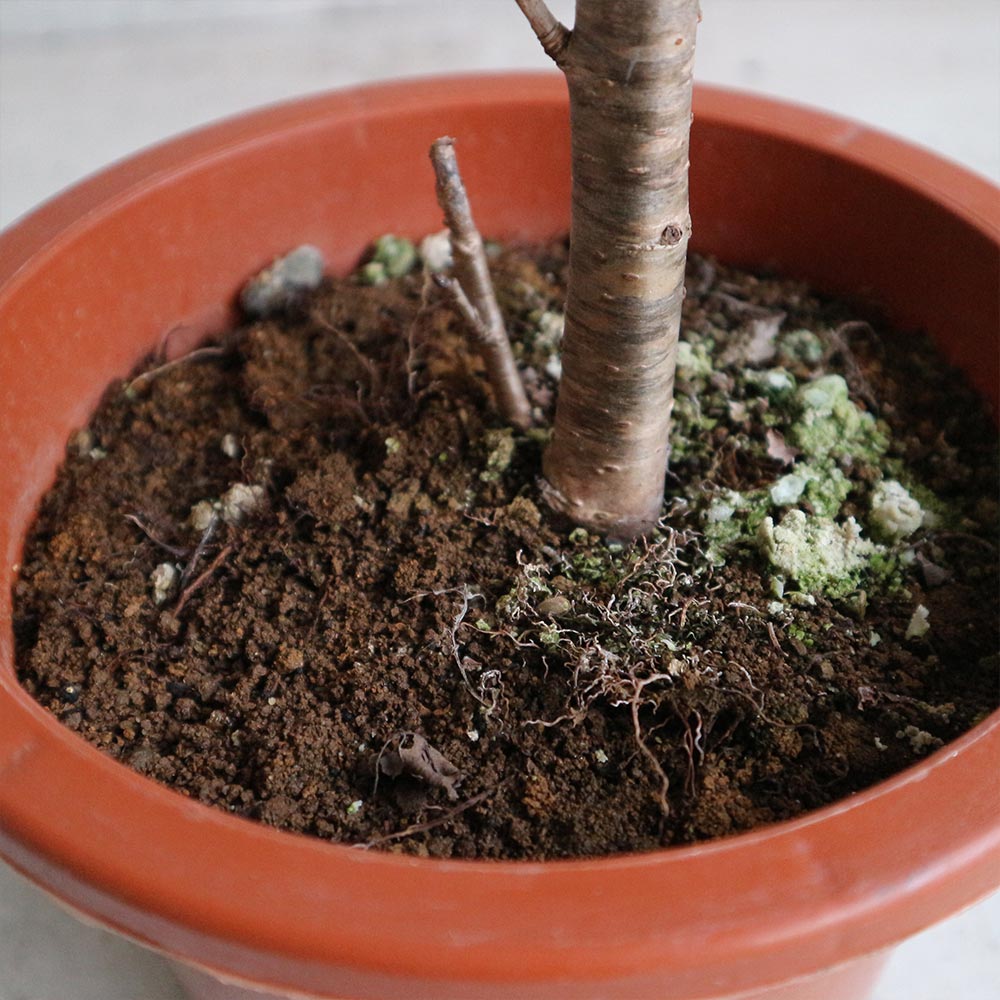 暖地桜桃(だんちおうとう)の苗 1本で実がなる小さなさくらんぼ【果樹の苗木 6号ポット／1個売り】
