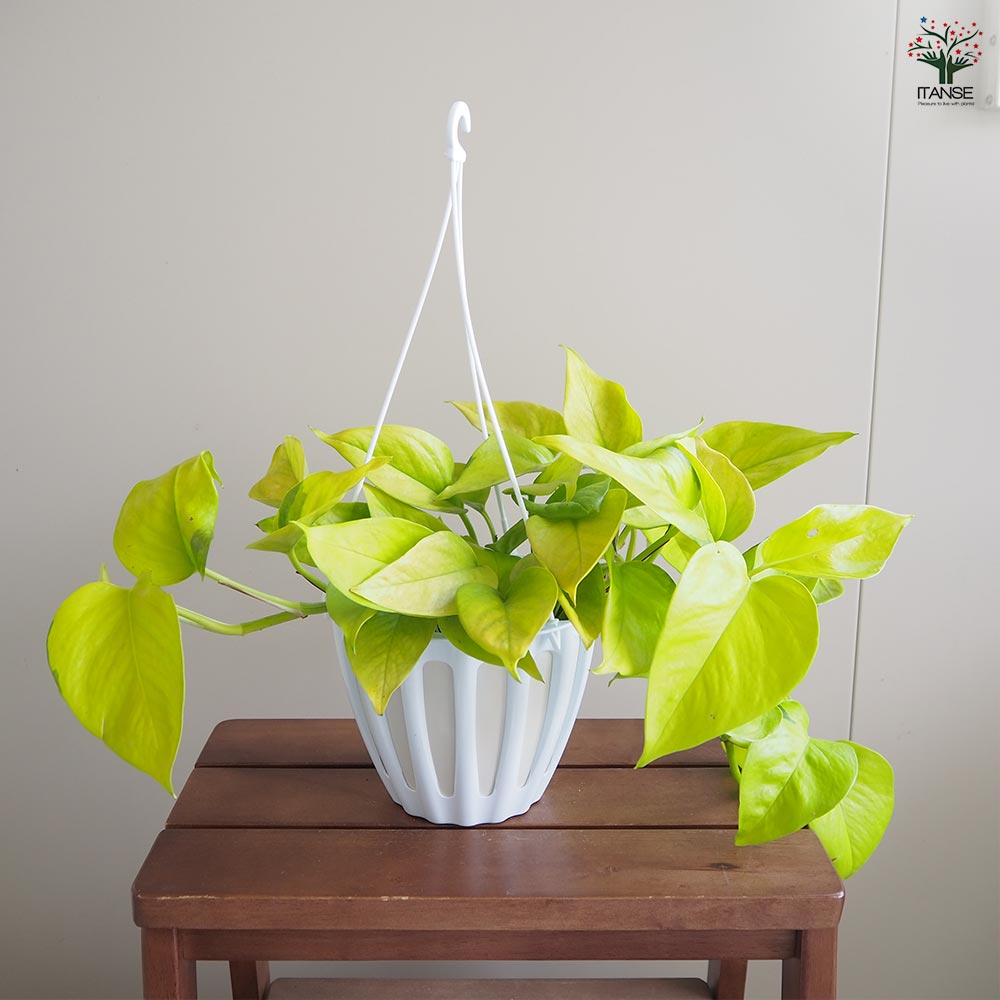 ☘観葉植物☘ポトス テルノわかくさ 5号 若草色 ポトス：テルノわかくさ 5号吊り鉢 の通販 | 園芸ネット
