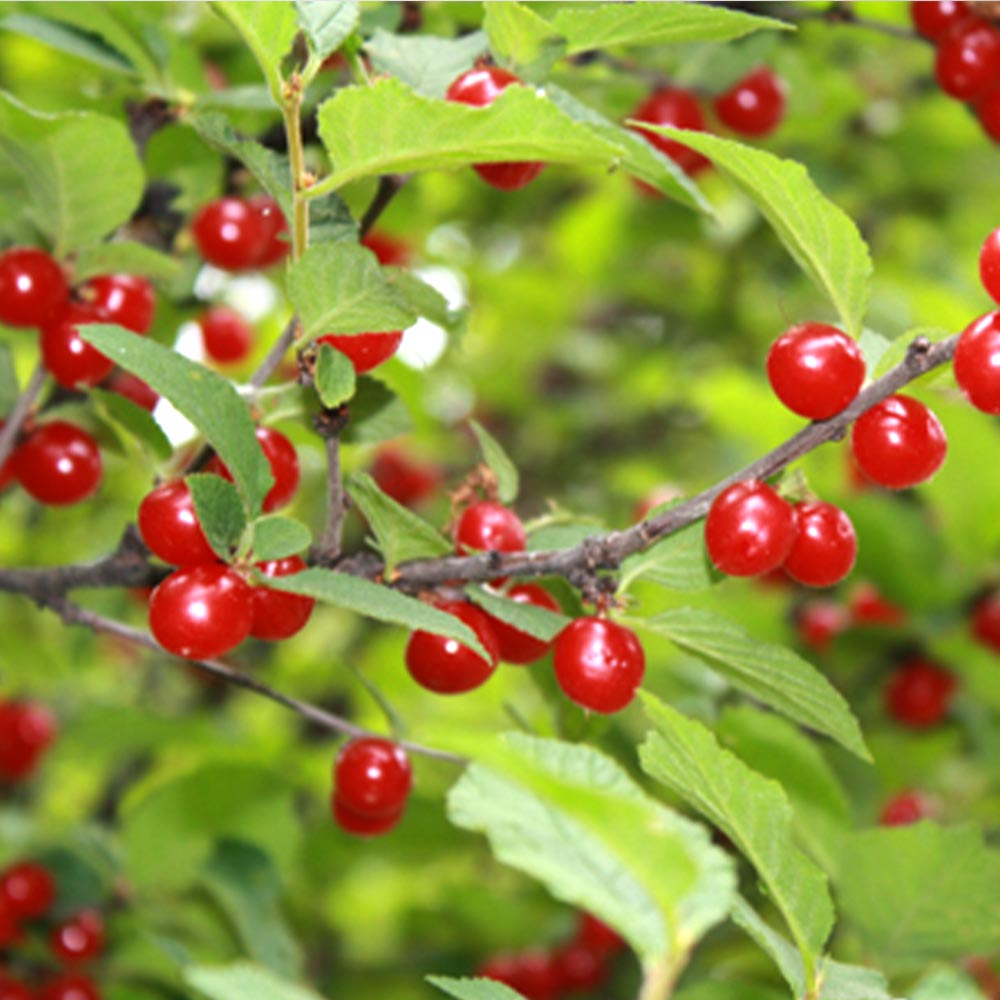 暖地桜桃(だんちおうとう)の苗 1本で実がなる小さなさくらんぼ【果樹の苗木 6号ポット／1個売り】