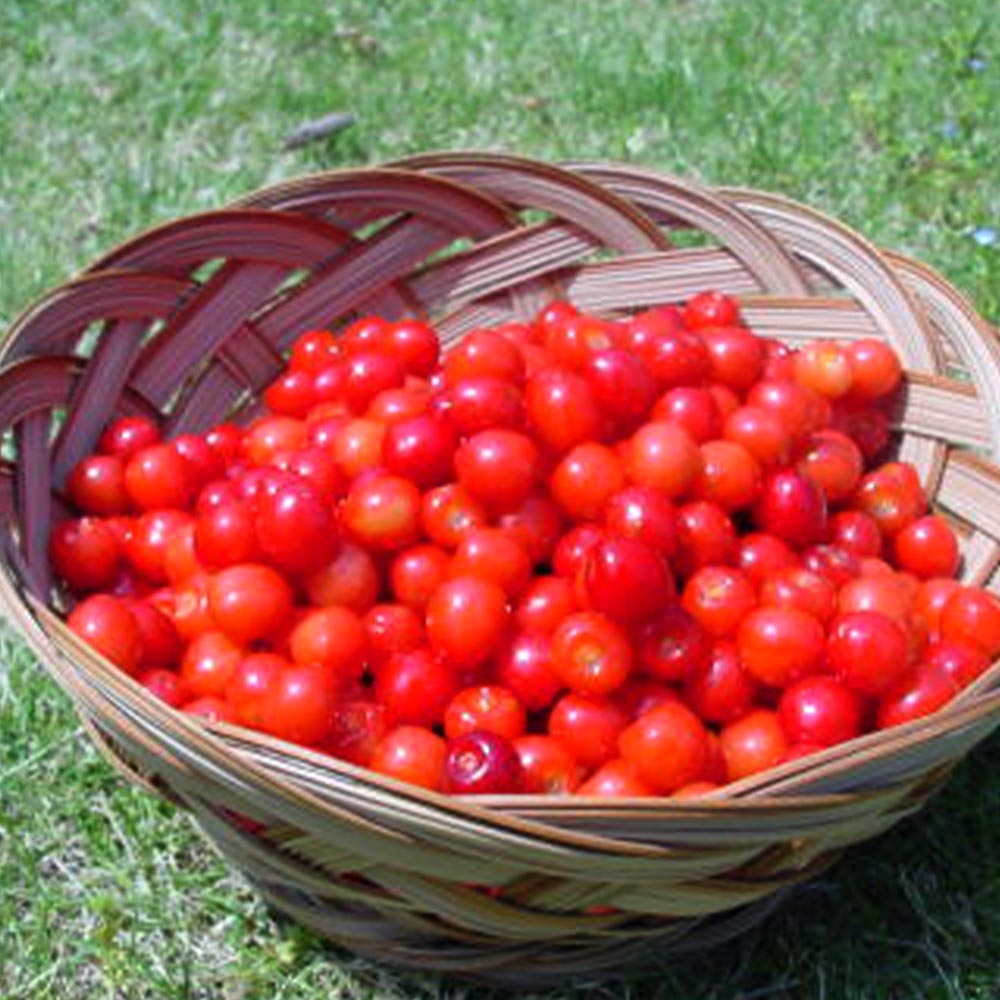 暖地桜桃(だんちおうとう)の苗 1本で実がなる小さなさくらんぼ【果樹の苗木 6号ポット／1個売り】