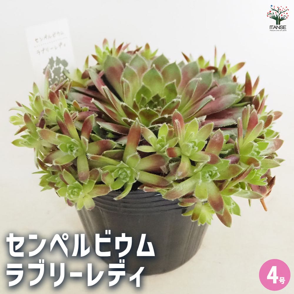 センペルビウム ラブリーレディ 【多肉植物 4号／1個売り
