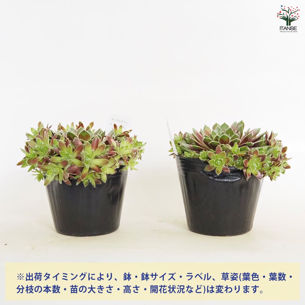 センペルビウム ラブリーレディ 【多肉植物 4号／1個売り】｜ 【植物の