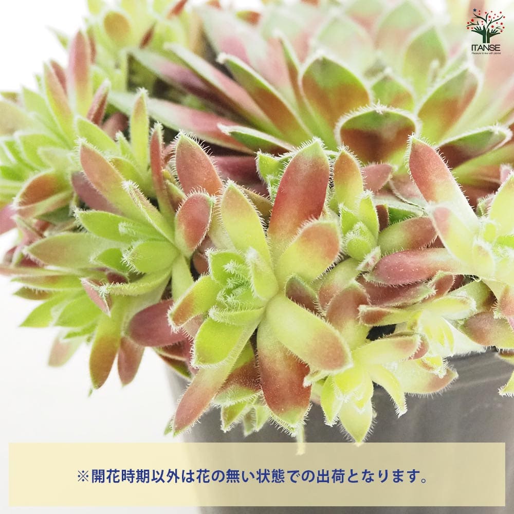 センペルビウム ラブリーレディ 【多肉植物 4号／1個売り】｜ 【植物の
