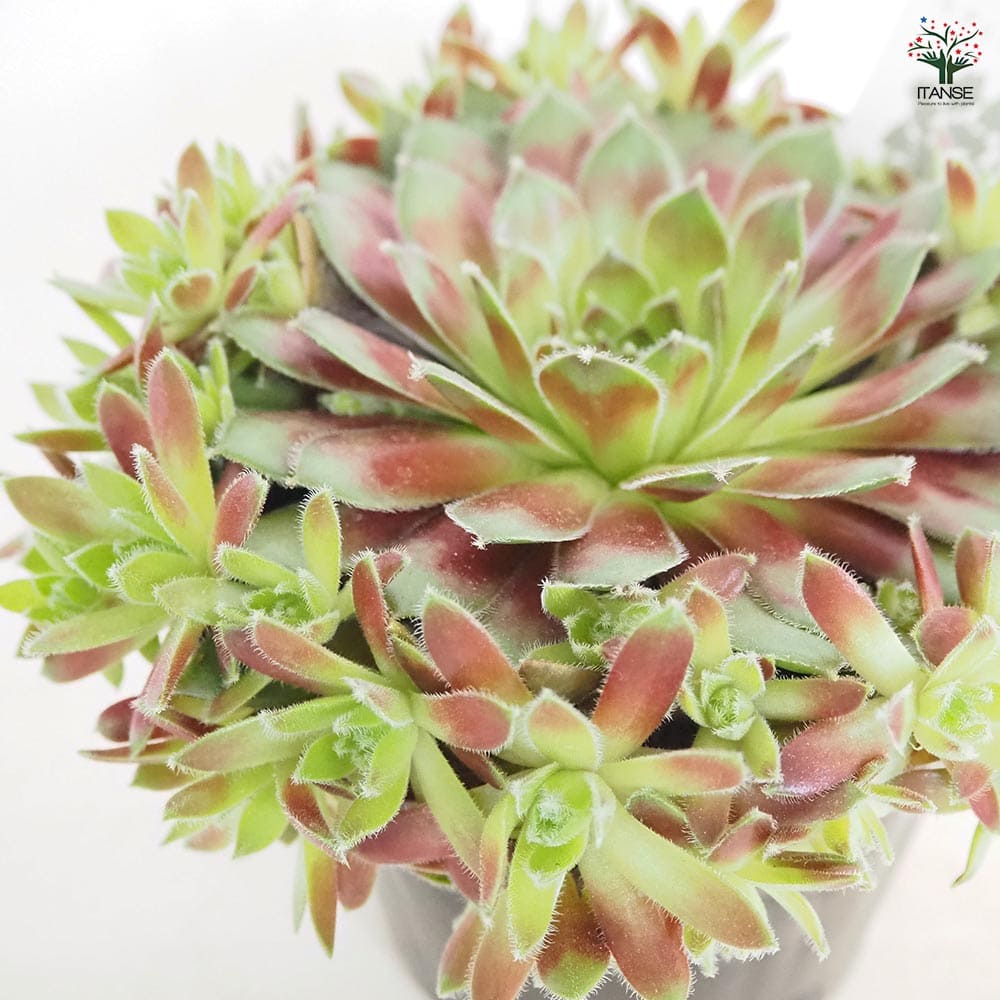 センペルビウム ラブリーレディ 【多肉植物 4号／1個売り】｜ 【植物の