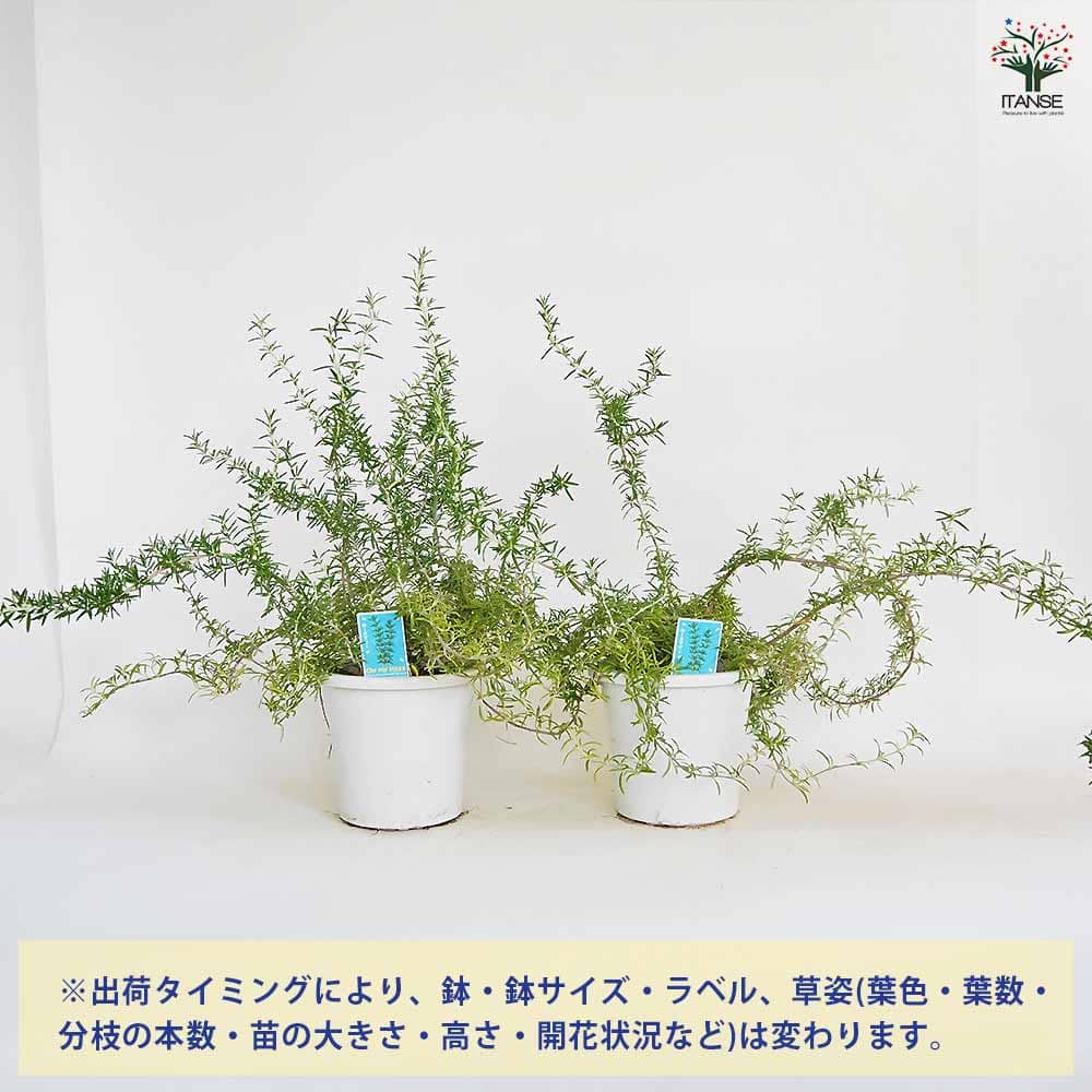 ローズマリー プロストラータス 【ハーブの苗 5号】