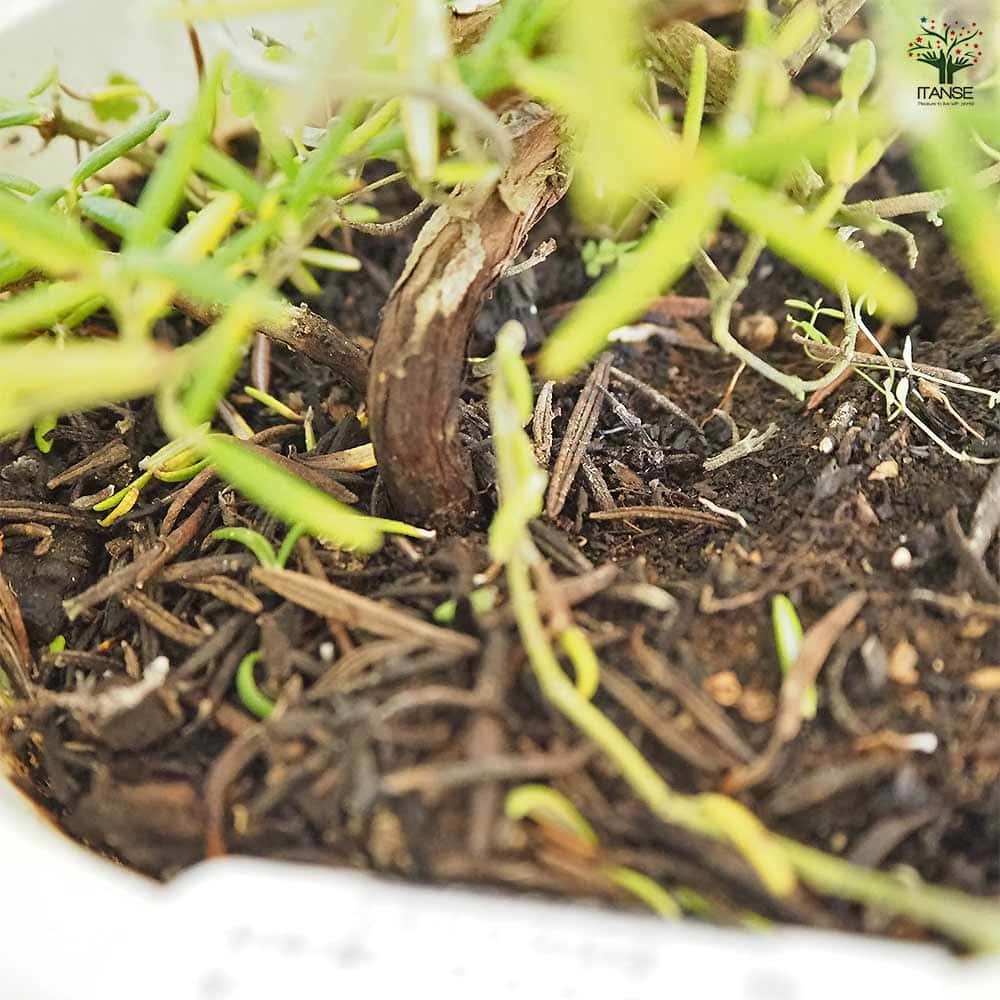 ローズマリー プロストラータス 【ハーブの苗 5号】