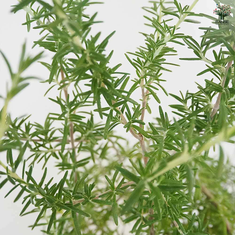 ローズマリー プロストラータス 【ハーブの苗 5号】