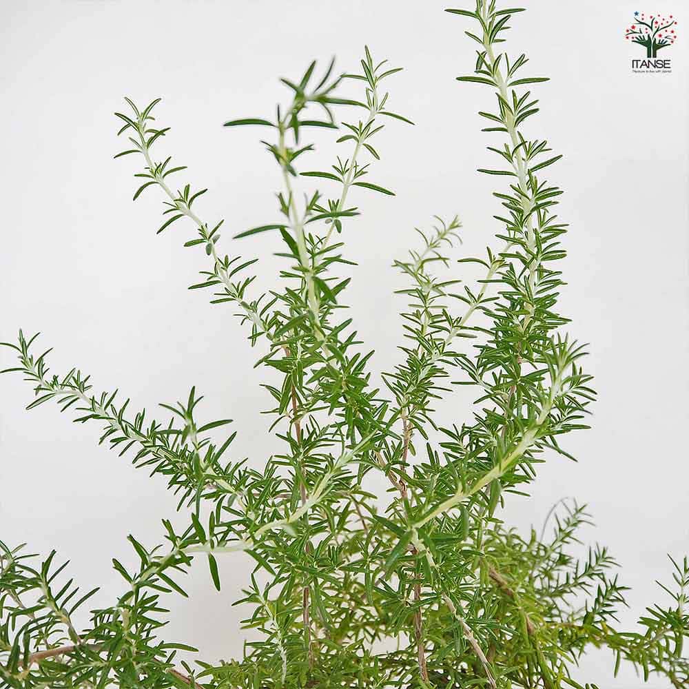 ローズマリー プロストラータス 【ハーブの苗 5号】