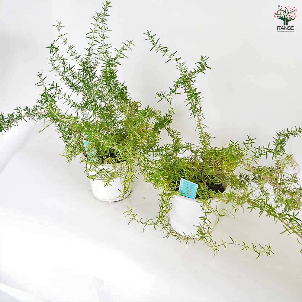 ローズマリー プロストラータス 【ハーブの苗 5号】