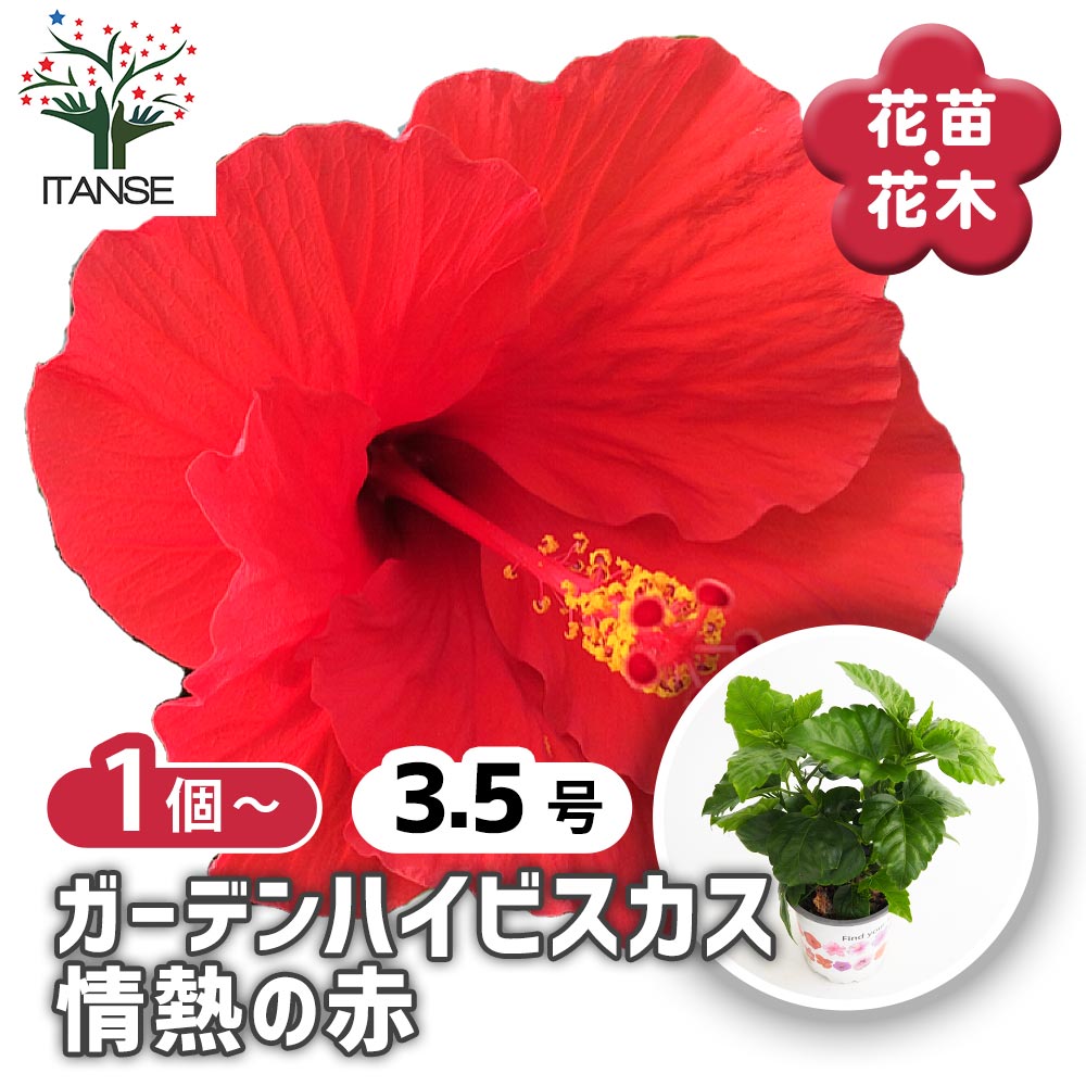 ガーデンハイビスカス 情熱の赤 【花木苗 3.5号】｜ 【植物の