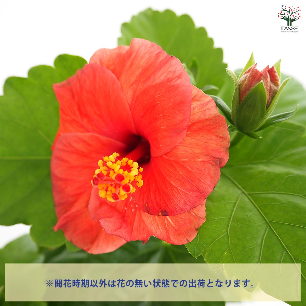 ガーデンハイビスカス 情熱の赤 【花木苗 3.5号】｜ 【植物の