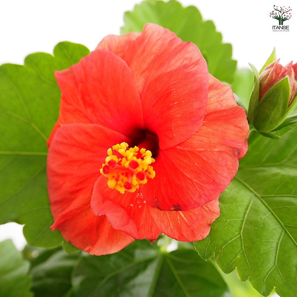 ガーデンハイビスカス 情熱の赤 【花木苗 3.5号】｜ 【植物の
