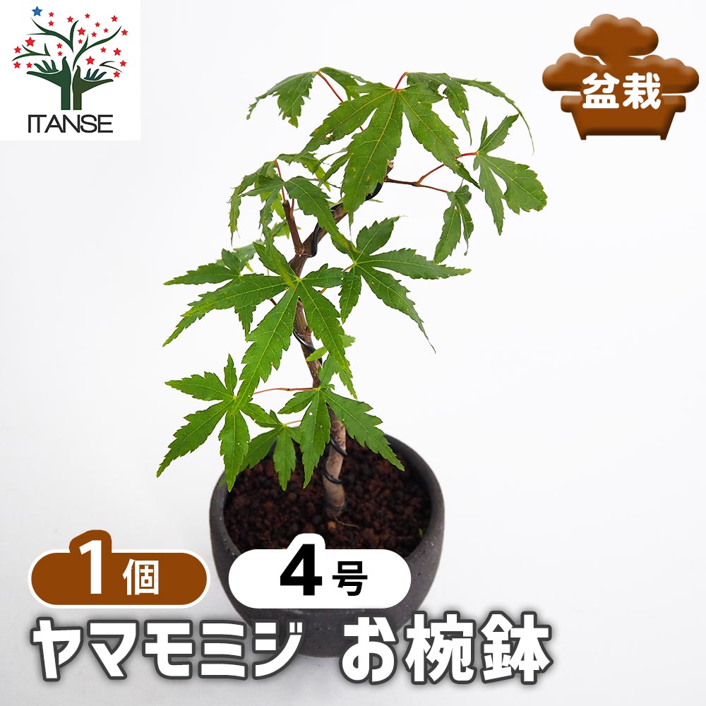 盆栽 ヤマモミジ 山モミジをゆうき祥石のちょん鉢に植え替える。 #盆栽 #bonsai