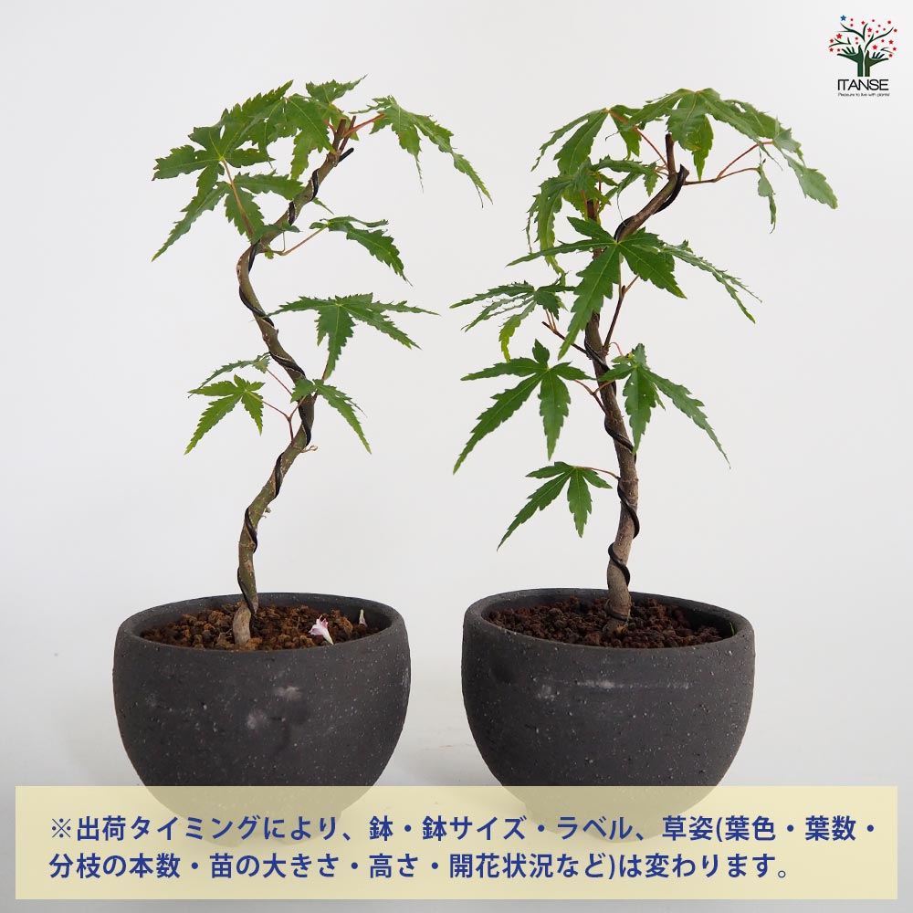 ヤマモミジ お椀鉢 【盆栽 4号／1個売り】｜ 【植物のITANSE