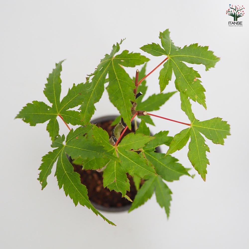 ヤマモミジ お椀鉢 【盆栽 4号／1個売り】｜ 【植物のITANSE