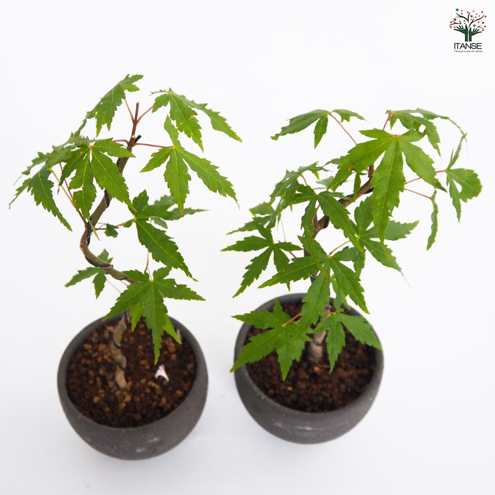 ヤマモミジ お椀鉢 【盆栽 4号／1個売り】｜ 【植物のITANSE