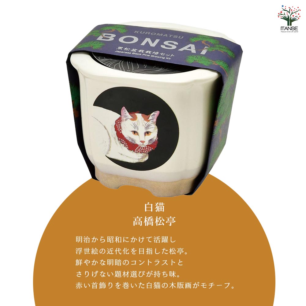 栽培セット JAPANESE BONSAI｜ 【植物のITANSE】全品送料無料