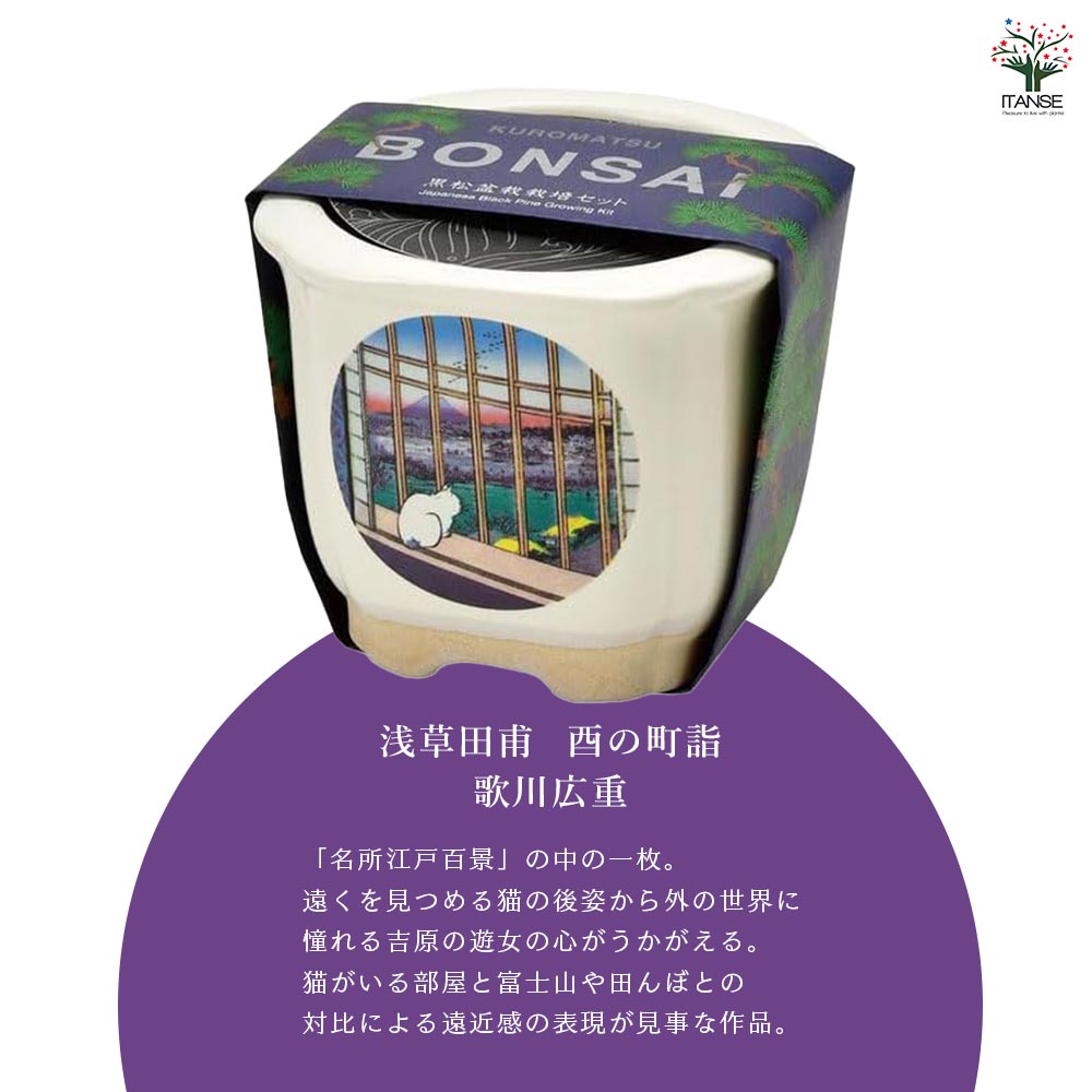 栽培セット JAPANESE BONSAI｜ 【植物のITANSE】全品送料無料