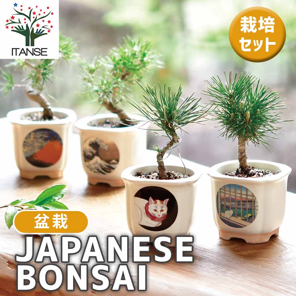 盆栽 Japanese bonsai 栽培セット JAPANESE BONSAI｜ 【植物のITANSE】全品送料無料