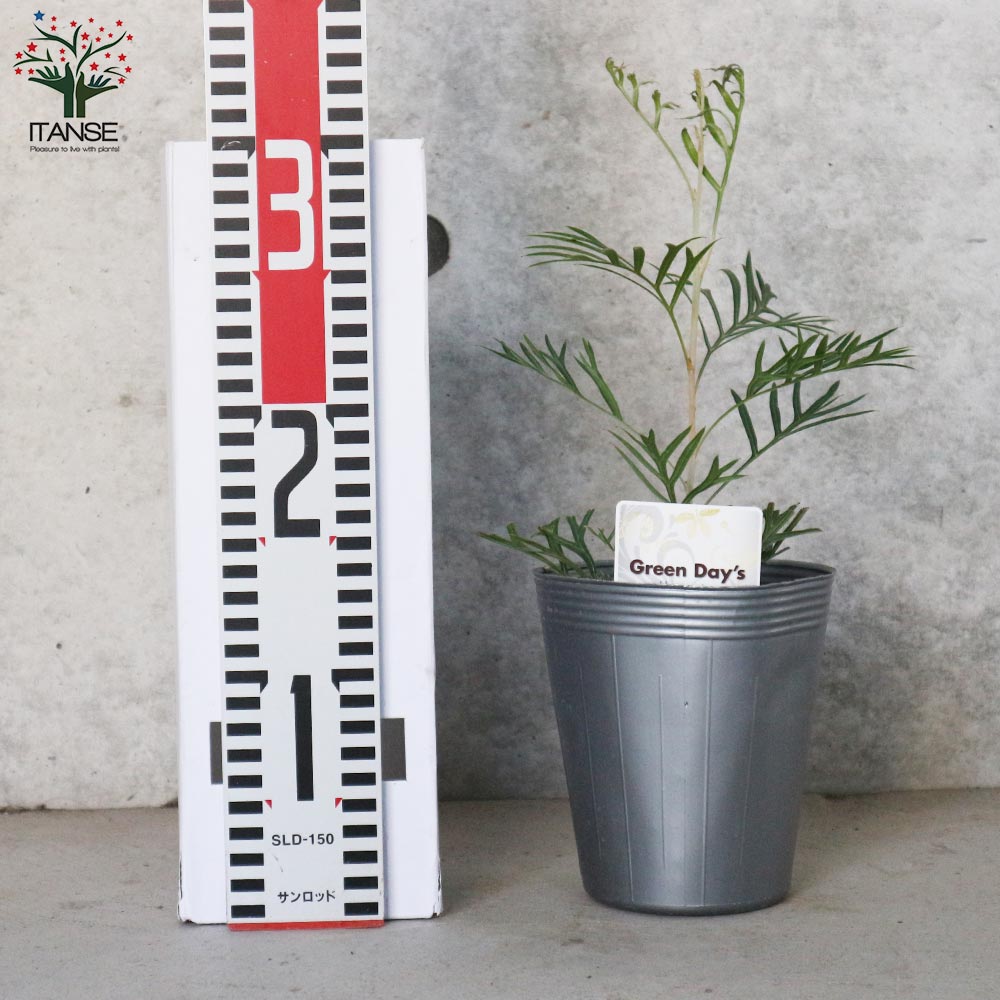 グレビレア・ココナッツアイス【庭木 4号ポット苗/1個売り】