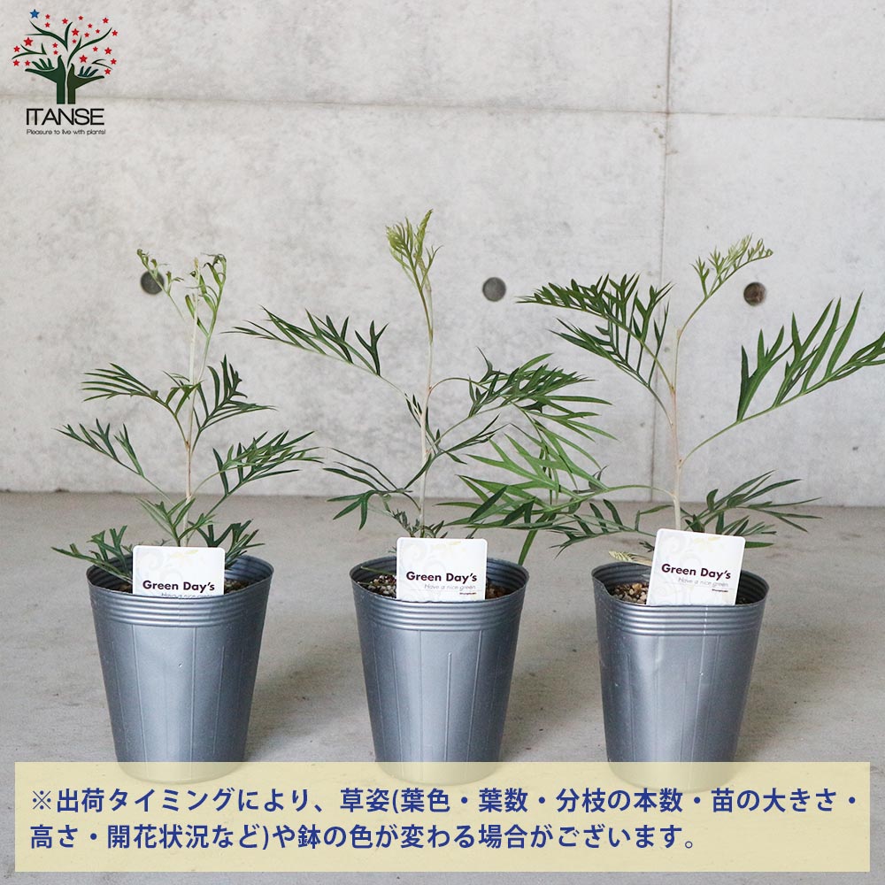 【現品】グレビレア・ココナッツアイス　グレビリア　10号　ア５番 楽天市場】グレビレア 【ココナッツアイス】 4号ポット苗 : 苗木
