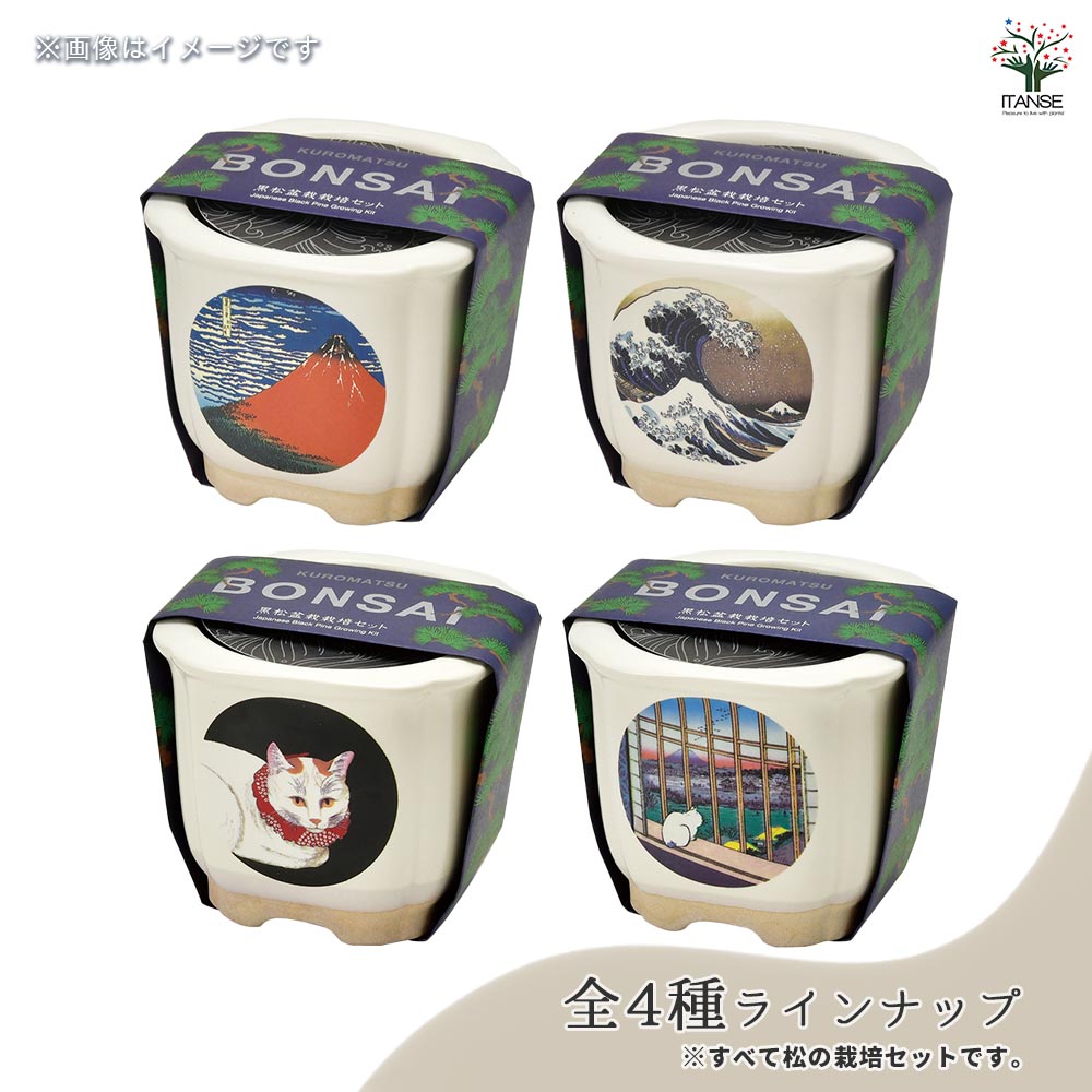 栽培セット JAPANESE BONSAI｜ 【植物のITANSE】全品送料無料