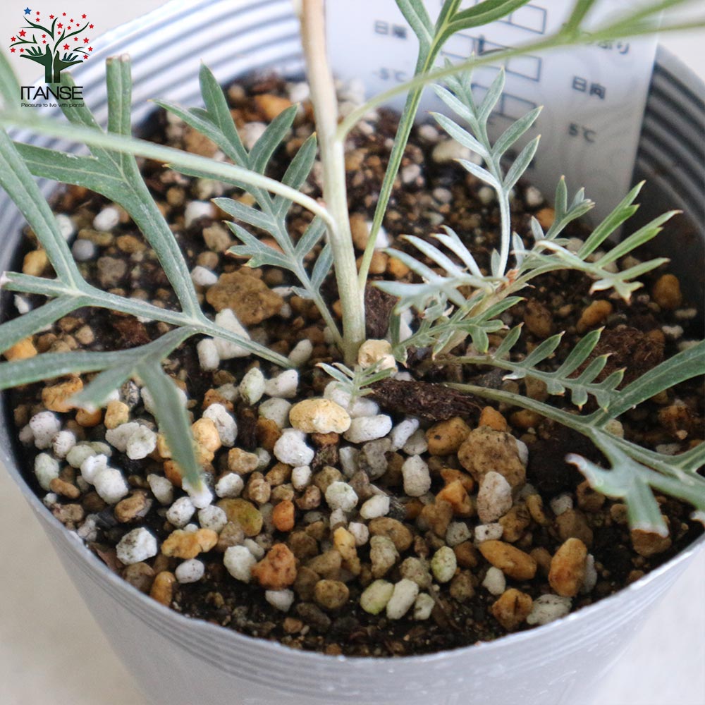 グレビレア・ココナッツアイス【庭木 4号ポット苗／1個売り】｜ 【植物