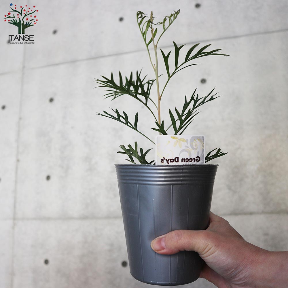 グレビレア・ココナッツアイス【庭木 4号ポット苗/1個売り】