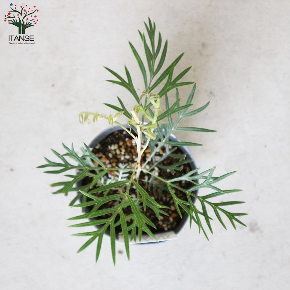 グレビレア・ココナッツアイス【庭木 4号ポット苗／1個売り