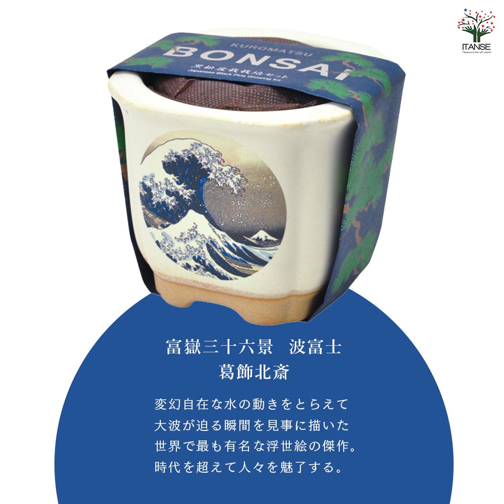 栽培セット JAPANESE BONSAI｜ 【植物のITANSE】全品送料無料