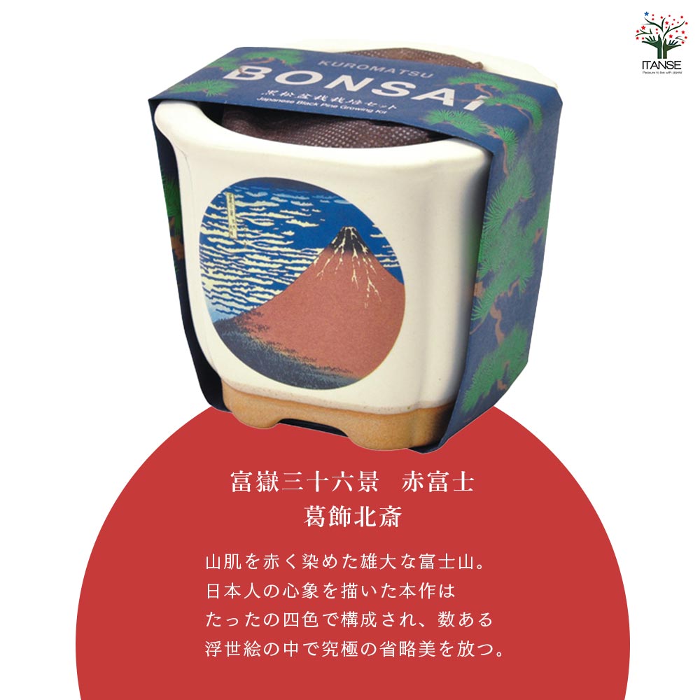 栽培セット JAPANESE BONSAI｜ 【植物のITANSE】全品送料無料
