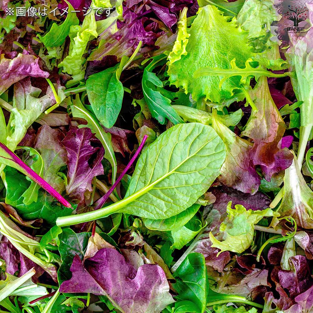 種子 カラフルベビーリーフ 菜っ葉ミックス  【 約20ml／1袋売り】