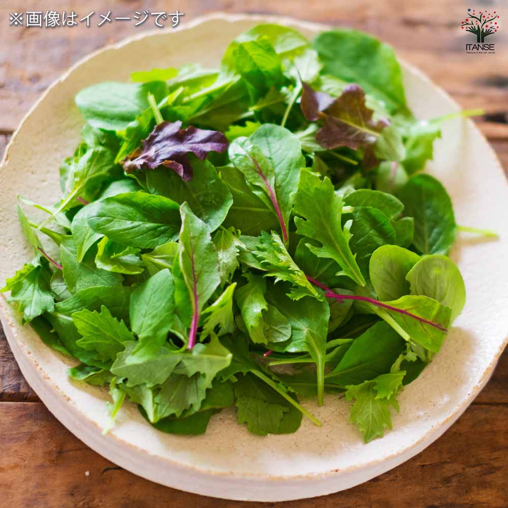 種子 カラフルベビーリーフ 菜っ葉ミックス  【 約20ml／1袋売り】