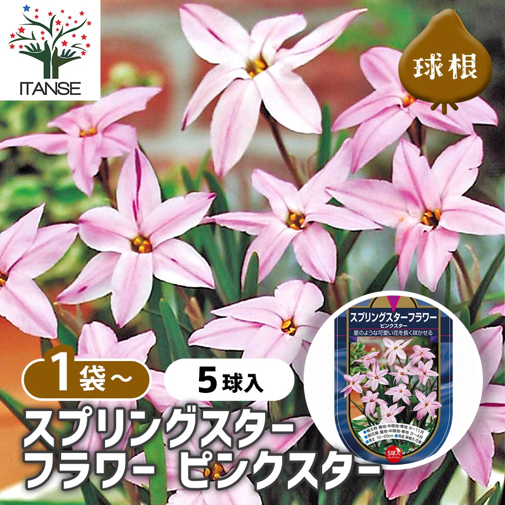 スプリングスターフラワー ピンクスター