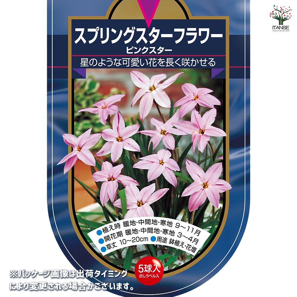 球根 スプリングスターフラワー ピンクスター 【花球根 5球】