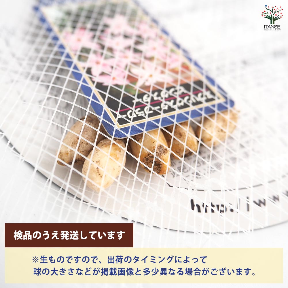 球根 スプリングスターフラワー ピンクスター 【花球根 5球】