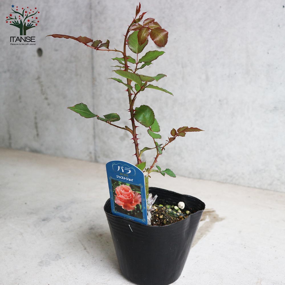 薔薇の苗 ジャストジョイ (四季咲きハイブリッドティーローズ)【花苗新