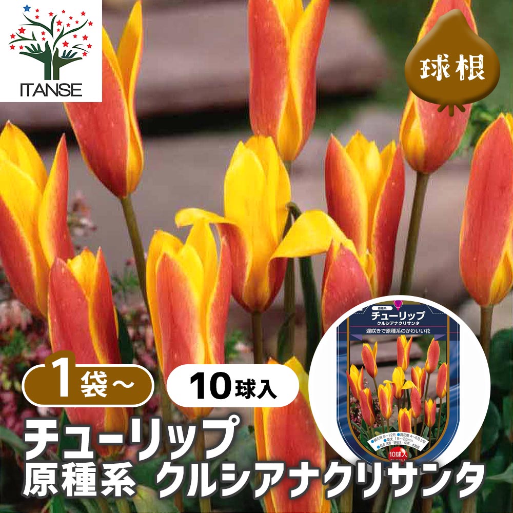 花球根 チューリップ 原種系 クルシアナクリサンタ 【花球根 10球
