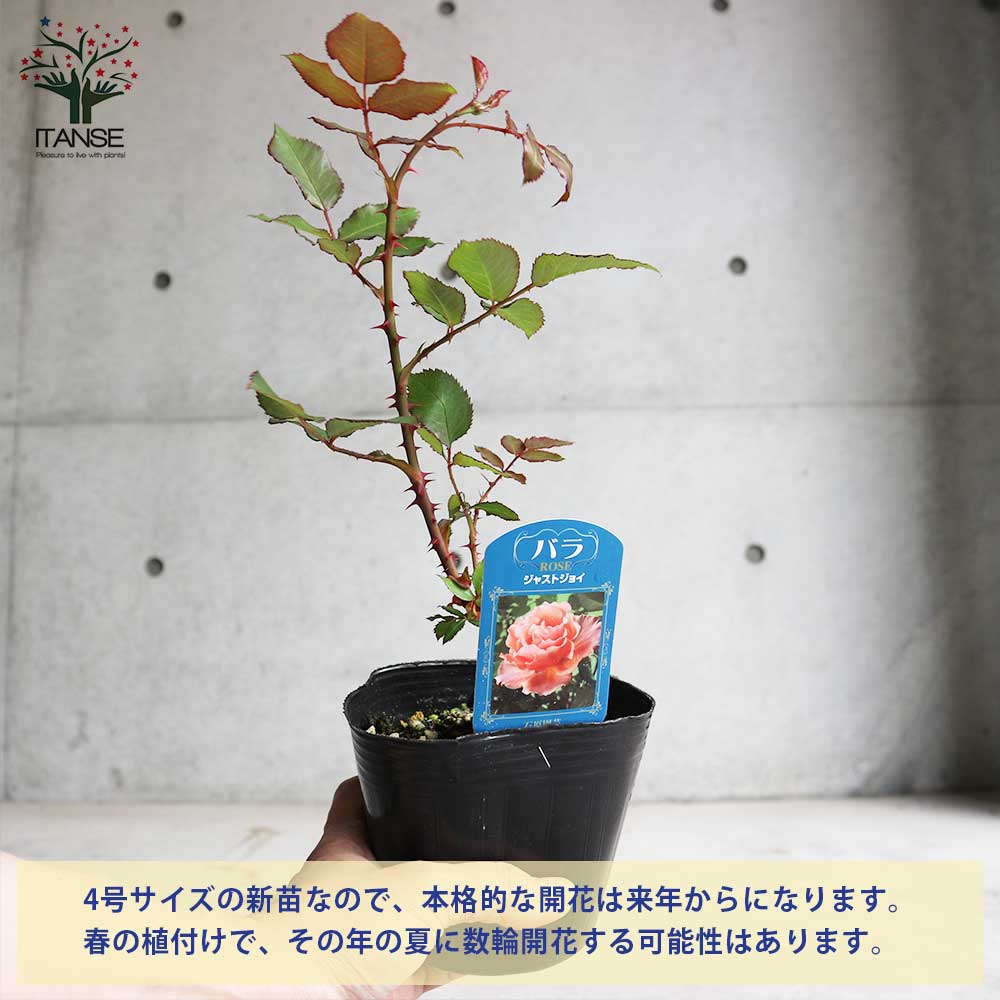 薔薇の苗 ジャストジョイ (四季咲きハイブリッドティーローズ)【花苗新